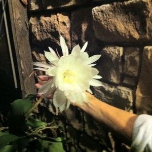 Meet your Posher, Alan